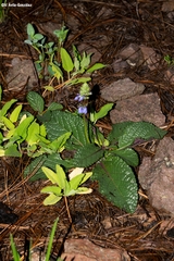 Salvia nana