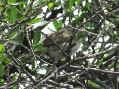 Arremonops rufivirgatus