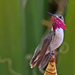 Calliope Hummingbird - Photo (c) Ad Konings, some rights reserved (CC BY-NC), uploaded by Ad Konings