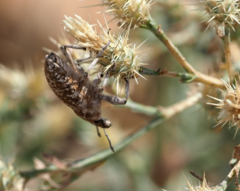 Cyphocleonus achates