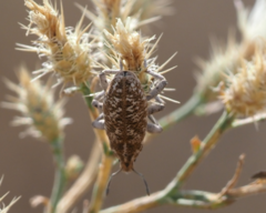 Cyphocleonus achates