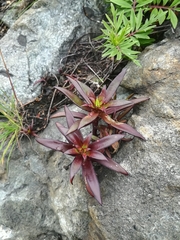Orostachys maximowiczii