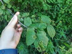 Philadelphus tenuifolius