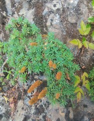 Petrophytum hendersonii