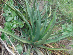 Agave difformis