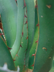 Agave difformis