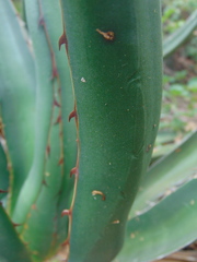 Agave difformis