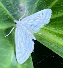 Parapoynx badiusalis