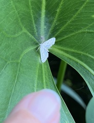 Parapoynx badiusalis