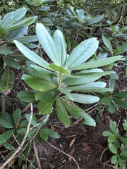 Rhododendron macrophyllum
