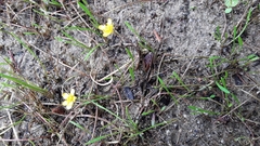 Ranunculus flammula filiformis