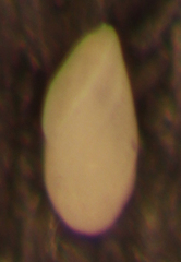 Buliminella elegantissima