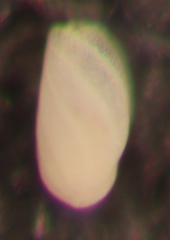 Buliminella elegantissima