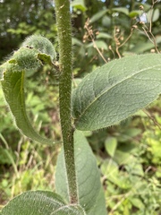 Silphium mohrii