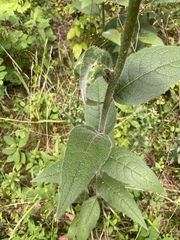 Silphium mohrii