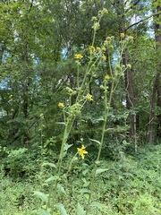 Silphium mohrii