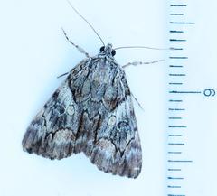 Catocala blandula