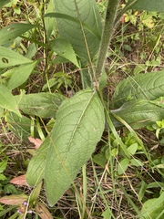 Silphium mohrii