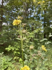 Silphium mohrii