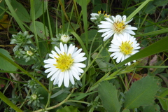 Symphyotrichum bracteolatum