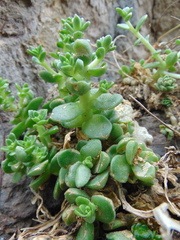 Sedum ebracteatum