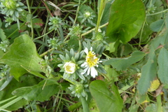 Symphyotrichum bracteolatum