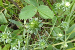 Symphyotrichum bracteolatum