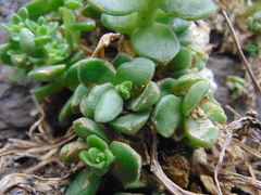 Sedum ebracteatum