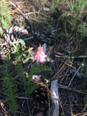 Trifolium productum