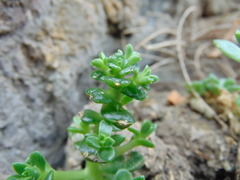 Sedum ebracteatum