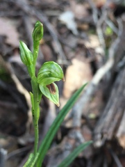 Pterostylis williamsonii