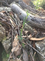 Pterostylis williamsonii