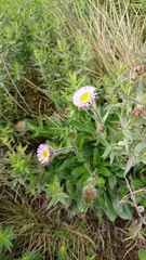 Erigeron borealis
