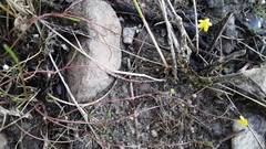 Ranunculus flammula filiformis