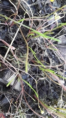 Ranunculus flammula filiformis