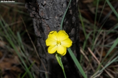 Sisyrinchium pringlei