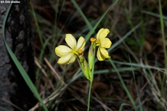 Sisyrinchium pringlei