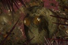 Octopus bimaculatus image