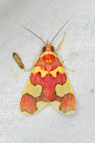 Trichromia supracoccinea