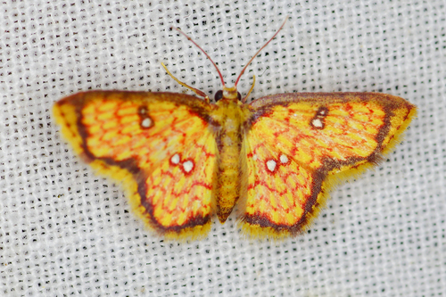 Tricentra brunneomarginata