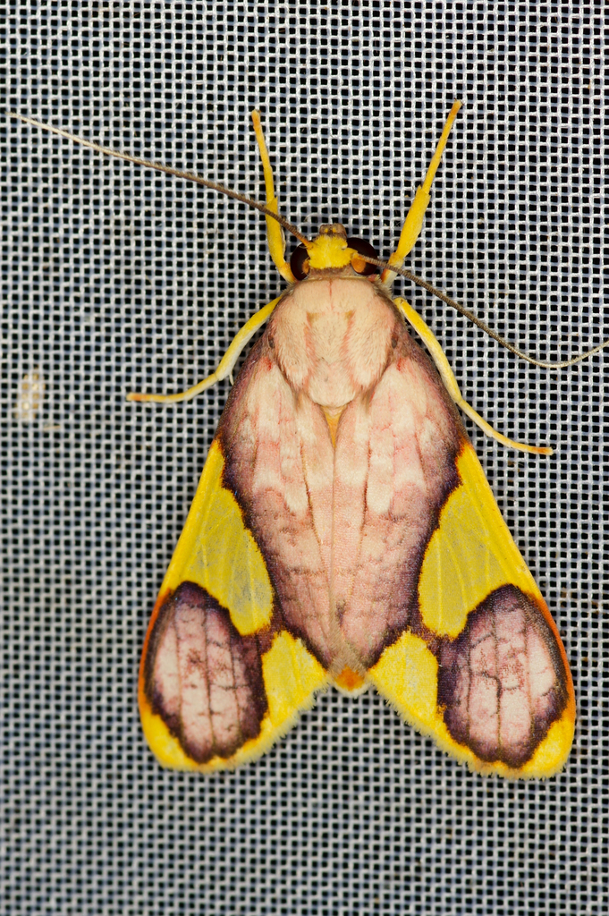 Paranerita metapyria