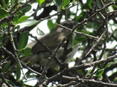 Arremonops rufivirgatus