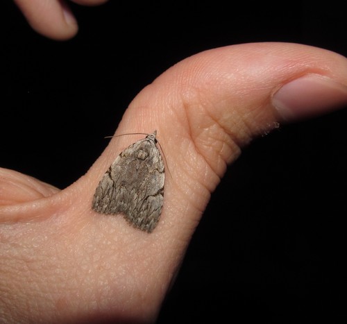 Many-dotted Appleworm Moth photo 4