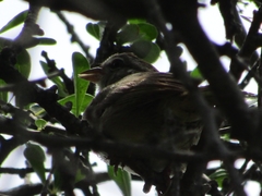 Arremonops rufivirgatus