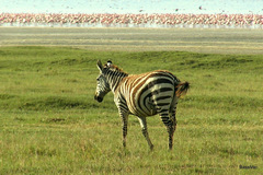 Equus quagga boehmi