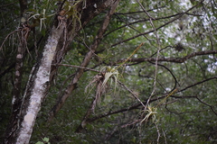 Tillandsia polystachia