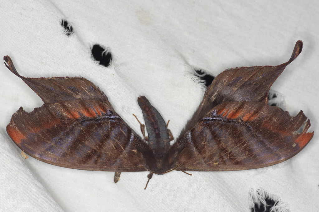 Paradaemonia gravis