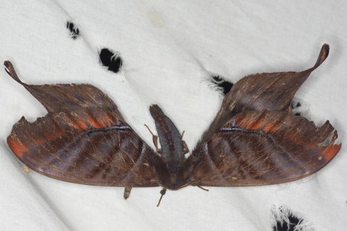 Paradaemonia gravis