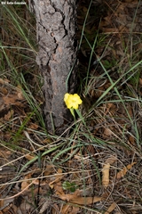 Sisyrinchium pringlei