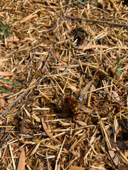 Sphecius